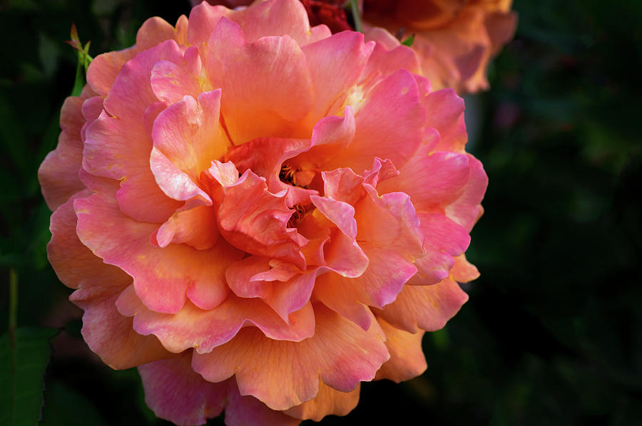 Peach Rose Photograph by Steven Clark