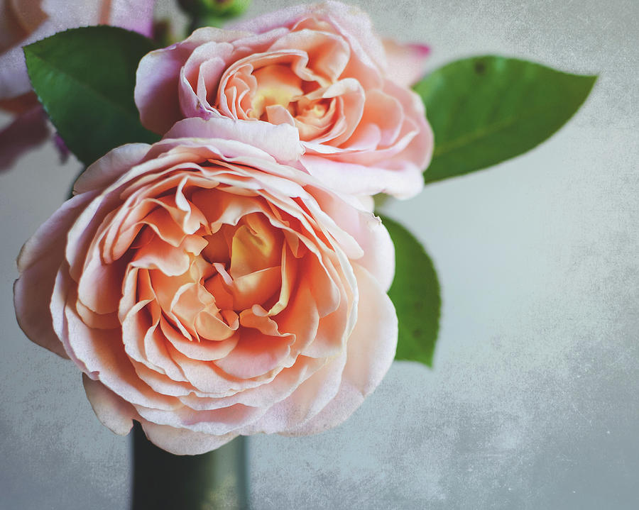 Peach Roses Photograph by Lupen Grainne
