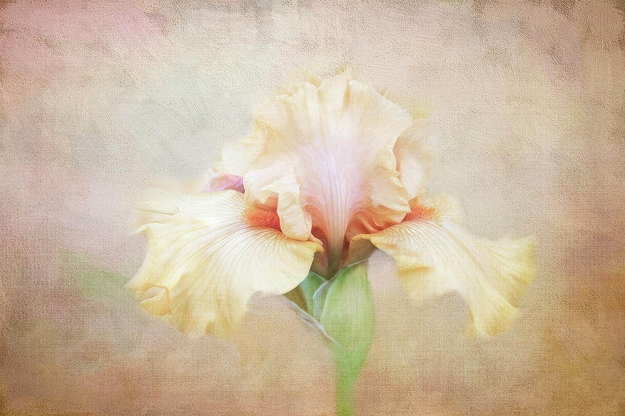 Peach Tinted Iris Digital Art by Terry Davis