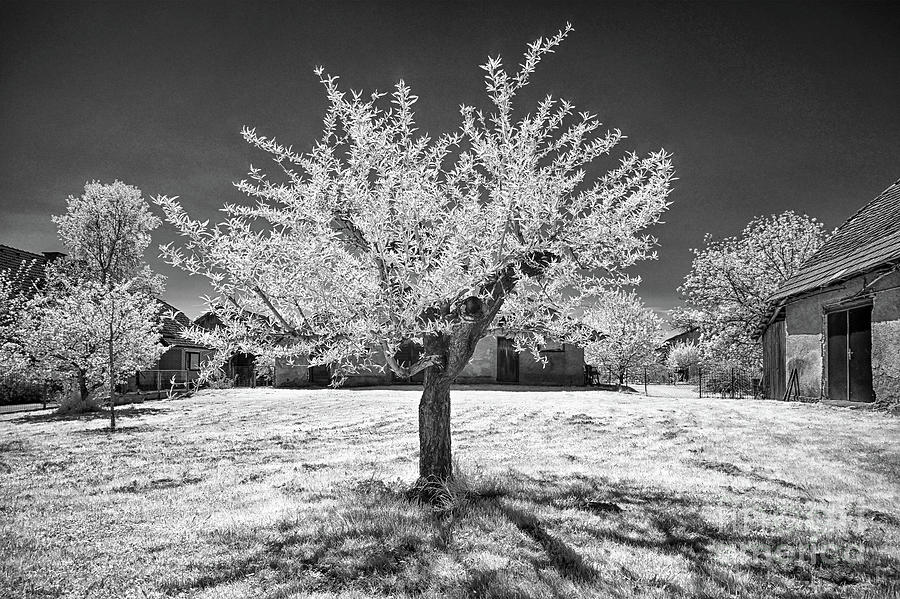 Peach Tree in Krska Vas by Norman Gabitzsch Peach Tree in Krska Vas by Norman Gabitzsch