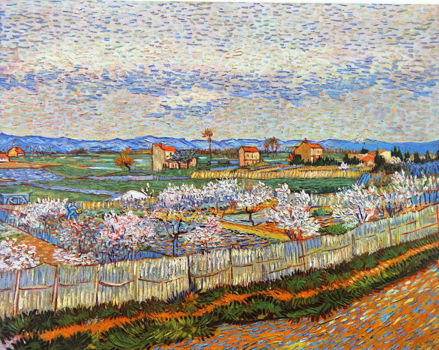 Peach Trees In Blossom Near Arles 1889 Photograph by World History ...