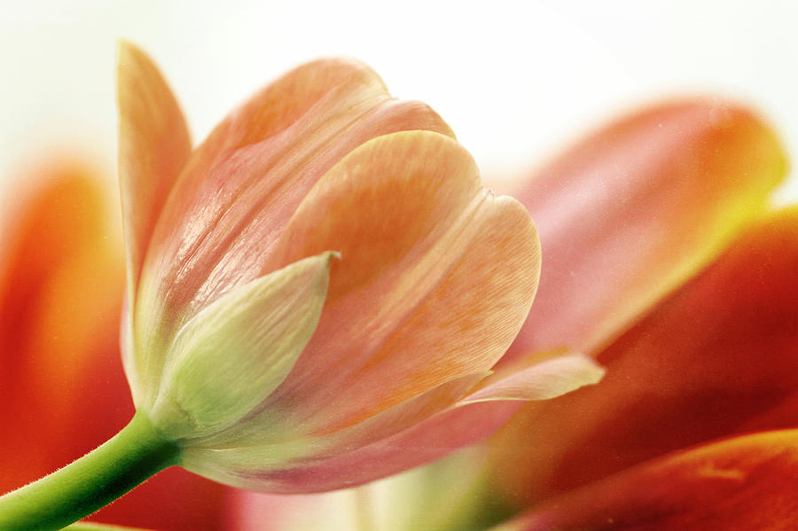 Peach Tulips Photograph by Image By Catherine Macbride
