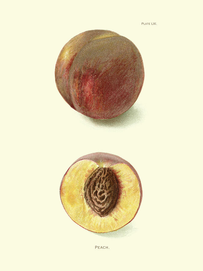 Fruit Painting - Peach by Unknown