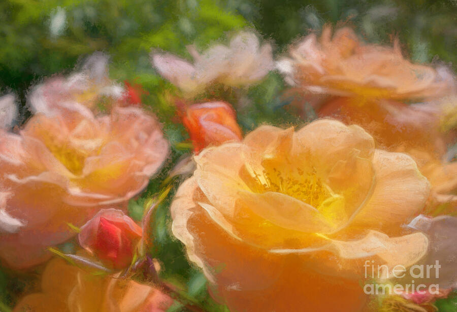 Peach Yellow Roses Digital Art by Jean OKeeffe Macro Abundance Art