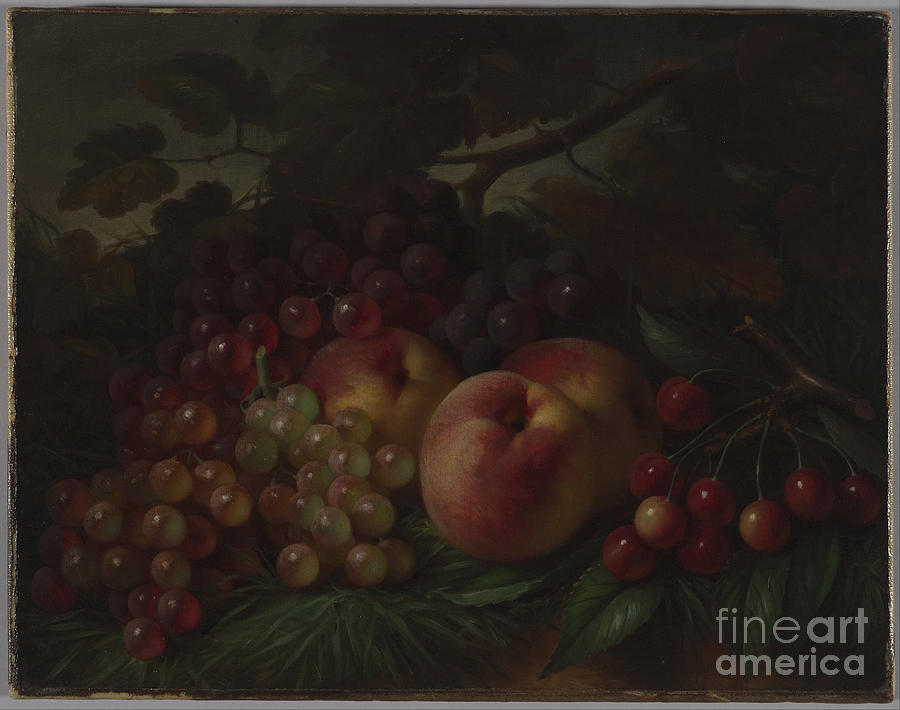 Peaches, Grapes And Cherries, Ca Drawing by Heritage Images