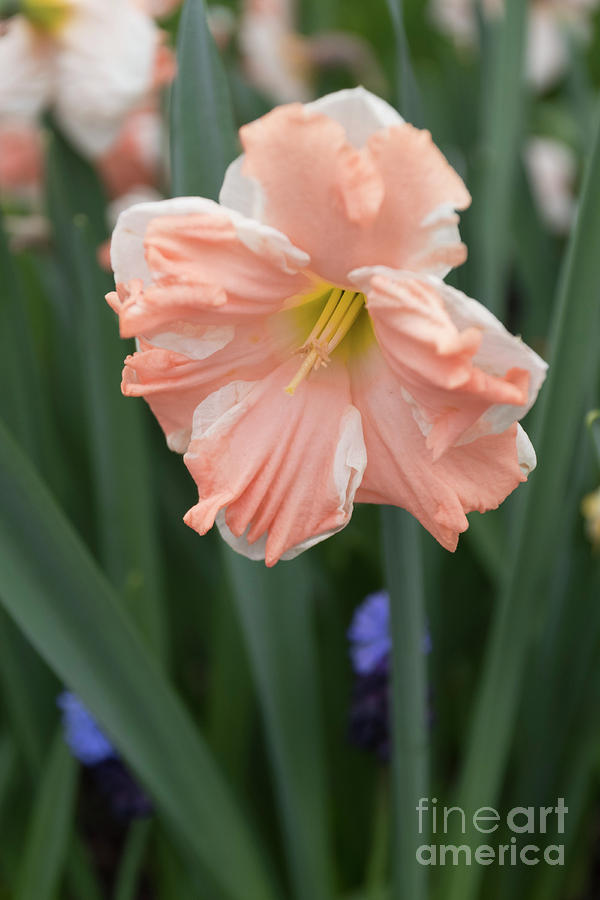 Peachy Daffodil Photograph by Louise Magno