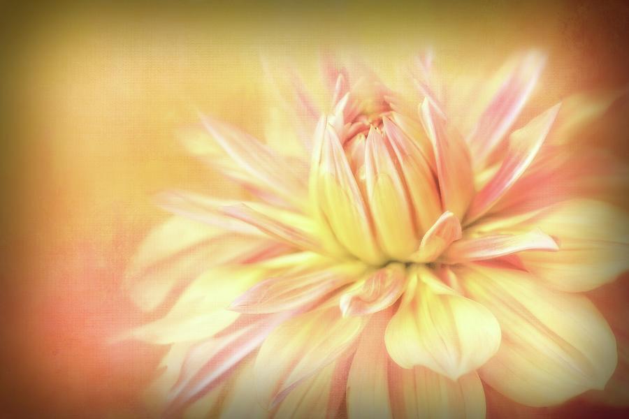 Vignette Digital Art - Peachy Dahlia Vignette by Terry Davis Vignette Digital Art - Peachy Dahlia Vignette by Terry Davis