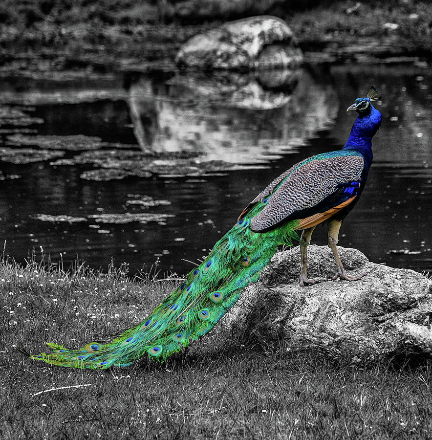 Peacock Photograph by Alan Goldberg