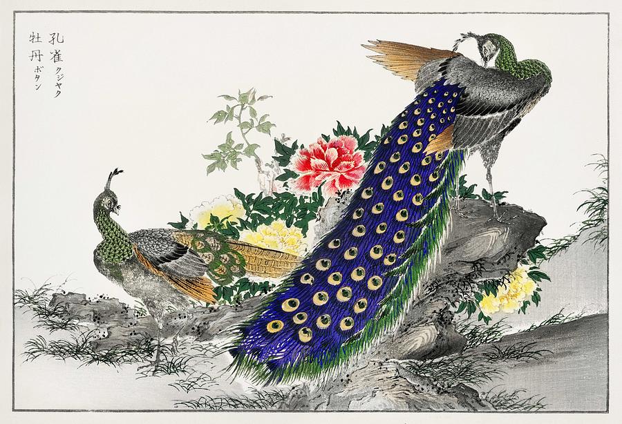 Peacock and Peony illustration from Pictorial Monograph of Birds 1885 ...