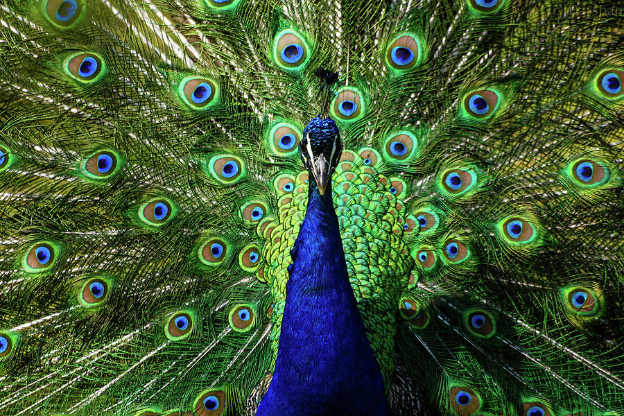 Peacock At Its Best Photograph by Darshan Khanna Photography