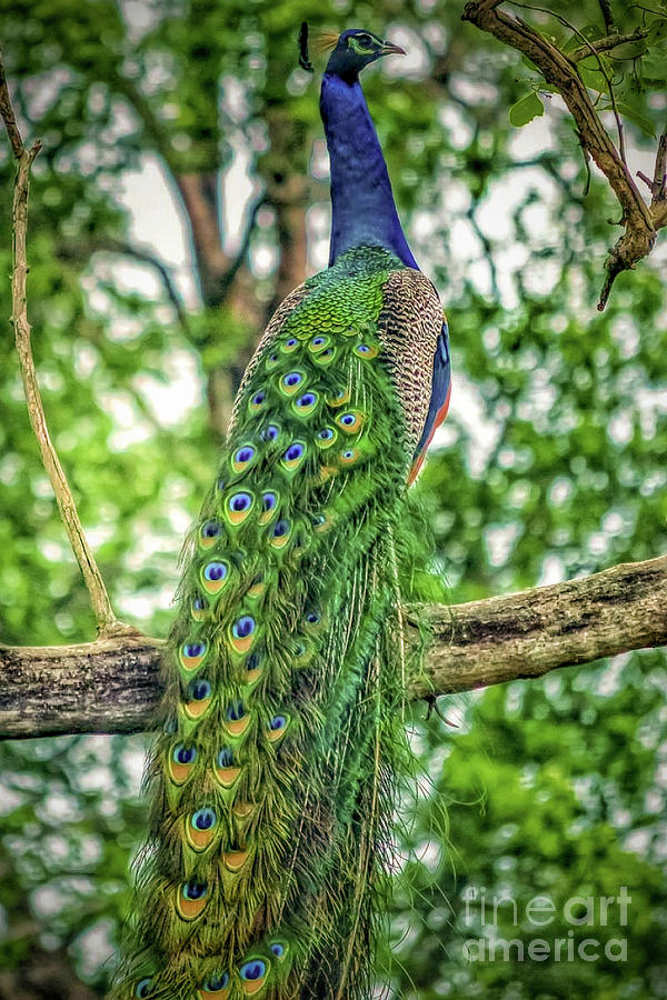 Peacock Beauty Photograph