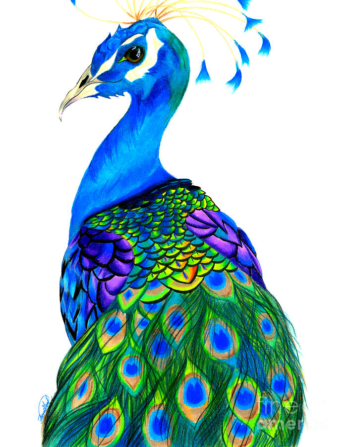 peacock images for drawing