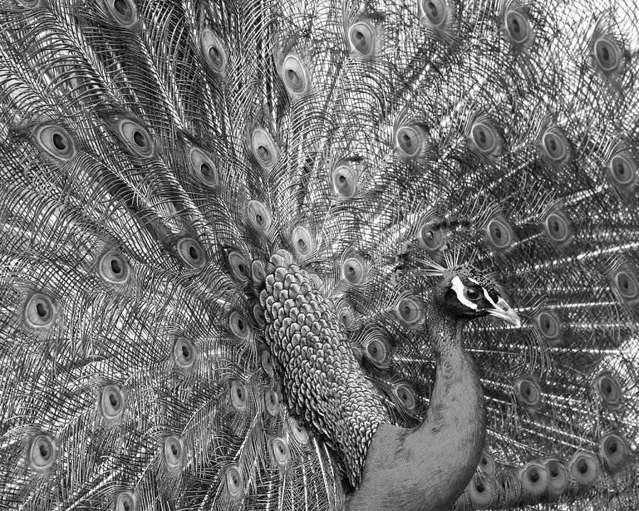Peacock Black And White Photograph by Ann Bridges