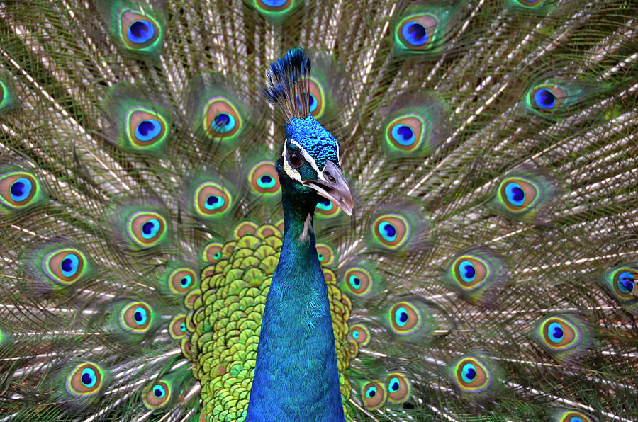 Peacock Photograph By Brendan Buckley - Fine Art America