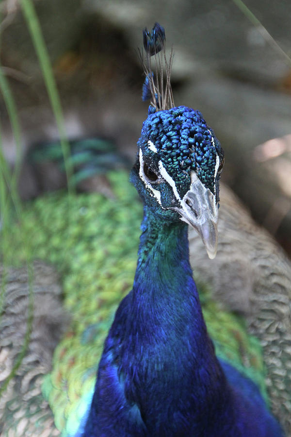 Portrait Photograph - Peacock Brz 15 by Robert Michaud