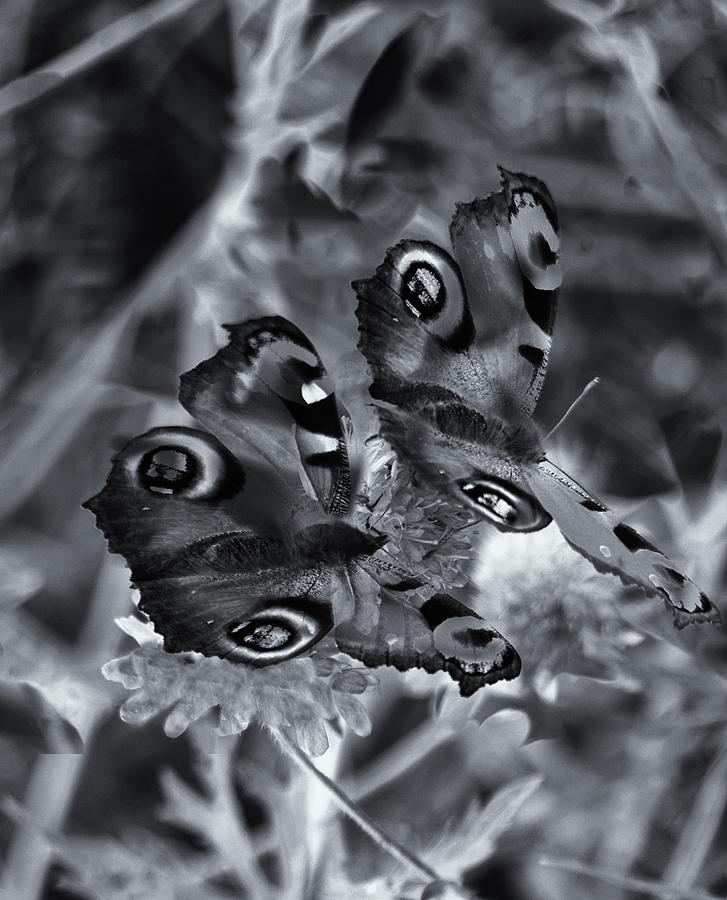 Peacock Butterflies Monochrome Photograph by Jeff Townsend