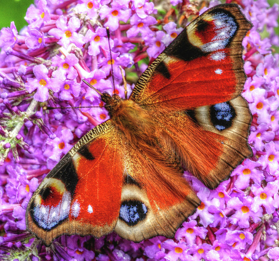 Butterfly Photograph - Peacock Butterfly 1 by Stephen Walton