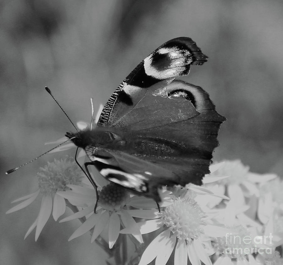 Peacock Butterfly bw Donegal by Eddie Barron Peacock Butterfly bw Donegal by Eddie Barron