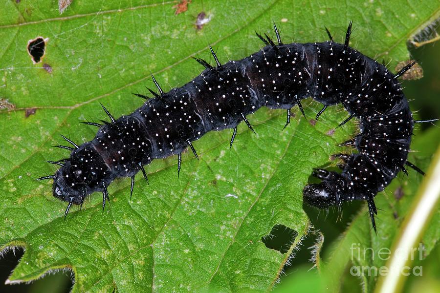 Peacock Butterfly Caterpillar Photograph by Dr Keith Wheeler/science Photo Library