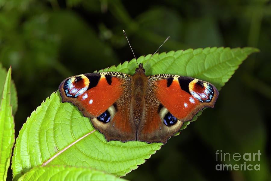 Peacock Butterfly Photograph by Dr Keith Wheeler/science Photo Library