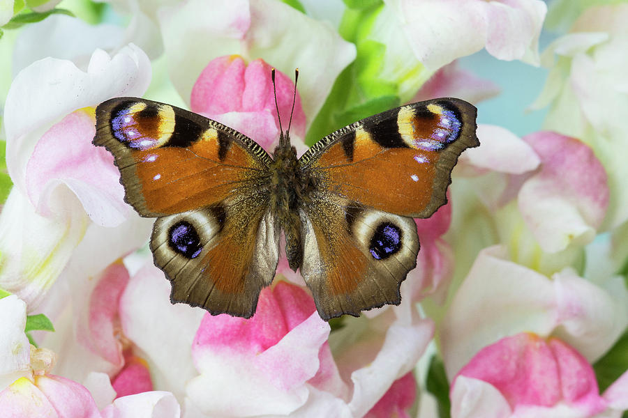 Butterfly Photograph - Peacock Butterfly, Inachis Io On Pink by Darrell Gulin