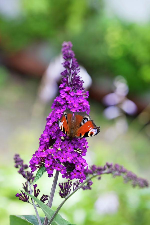 Peacock Butterfly On Buddleia Photograph by Sabine Lscher