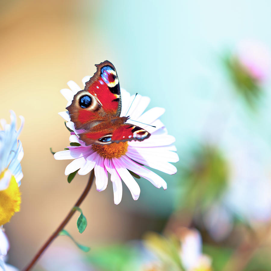 Peacock Butterfly Pollinating Daisy Photograph by Pawel.gaul