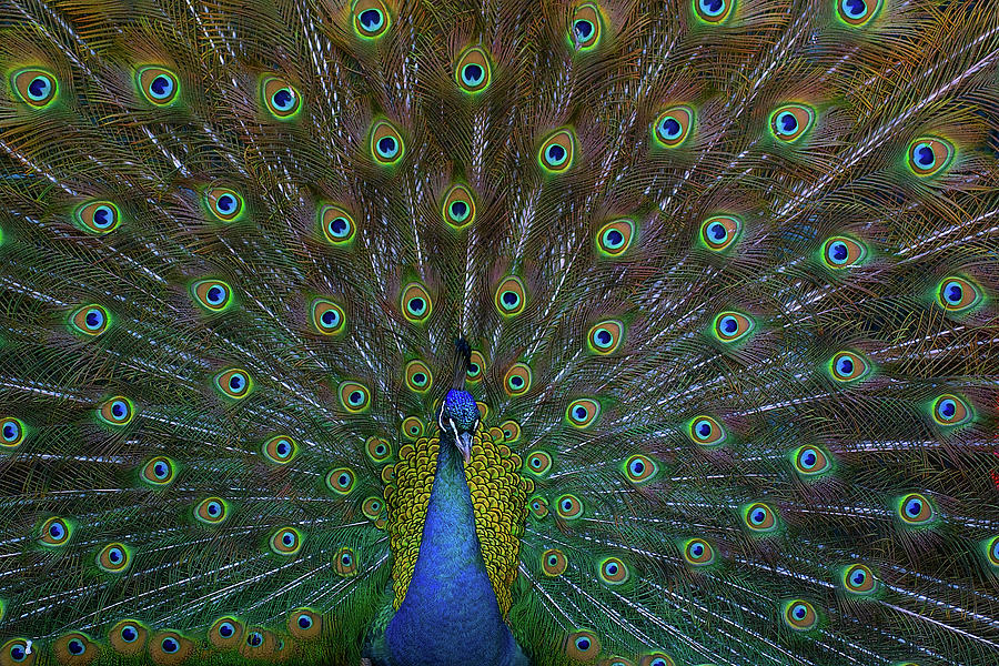 Peacock Photograph by Char