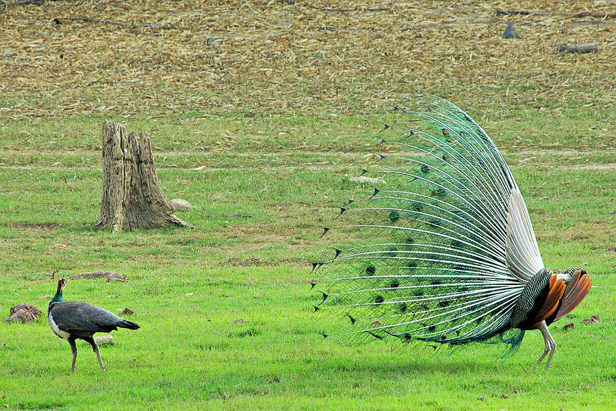 Peacock Photograph by Copyright@jgovindaraj