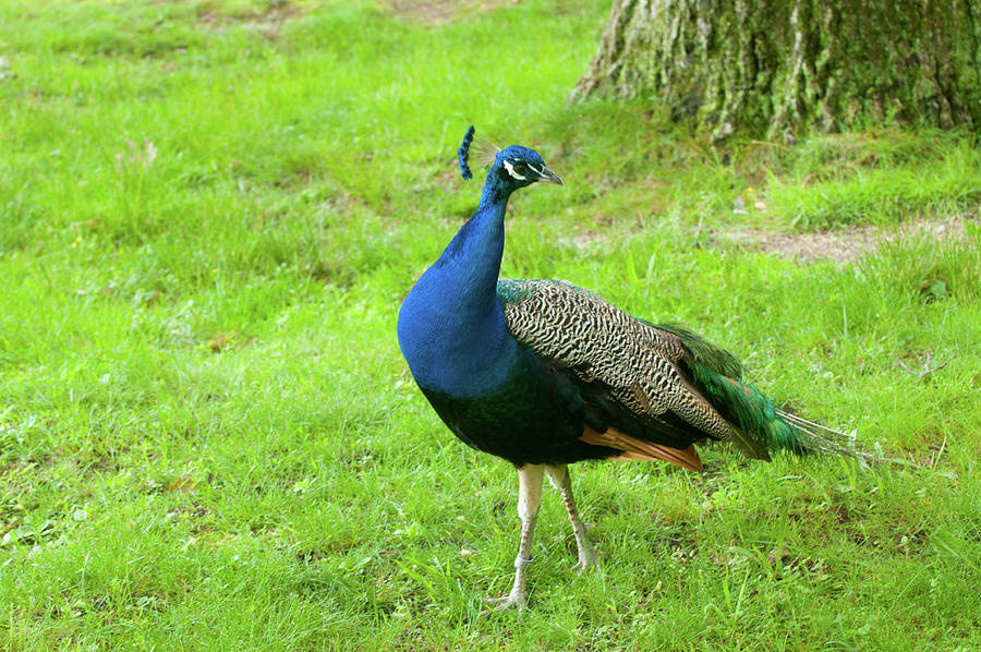 Peacock Curiosity Photograph by Paul Mangold