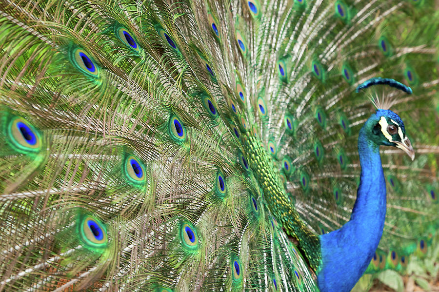 Peacock Photograph by David Patrick Valera