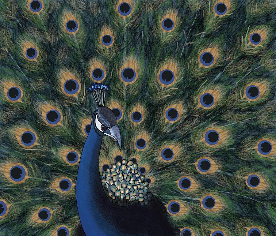 Proud Peacock Displays His Tail Drawing by Joan Stratton
