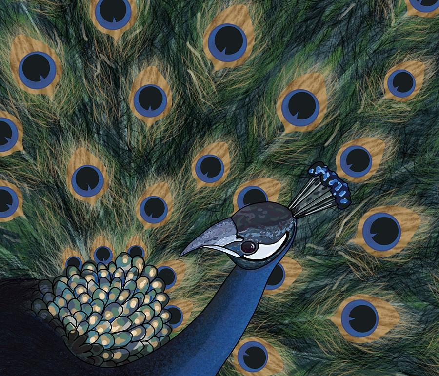 Peacocks Pride Look Left Drawing by Joan Stratton