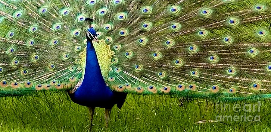 Peacock Display Photograph by Kathy White