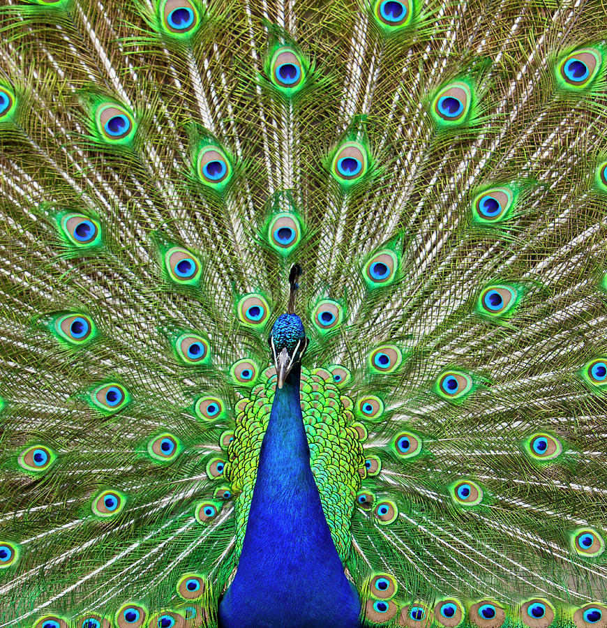 Peacock Displaying Its Colorful Feathers Photograph by Stuart Dee