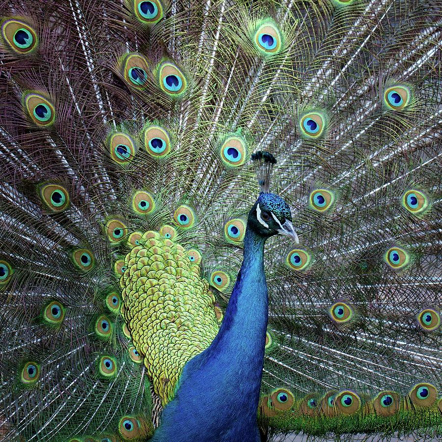 Peacock Photograph by E.m. Van Nuil