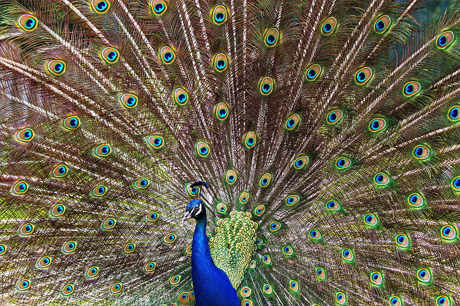 Peacock Photograph - Peacock Eyes by Hans Peter Rank