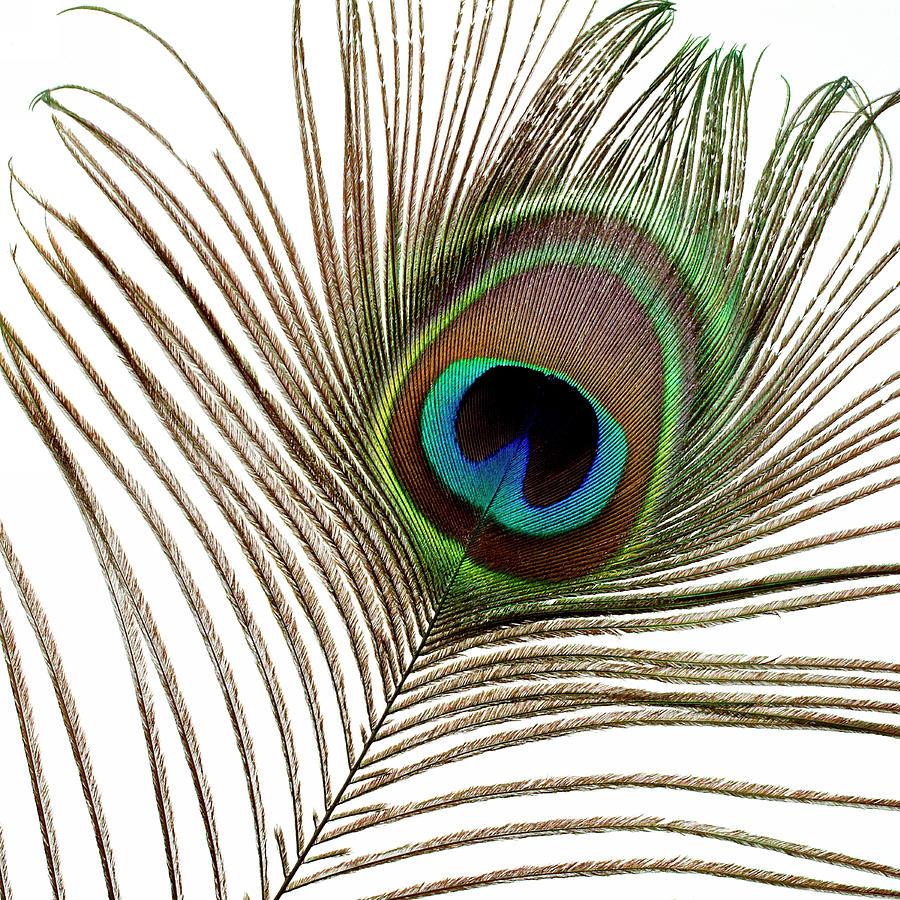 Still Life Photograph - Peacock Feather 01 by Tom Quartermaine