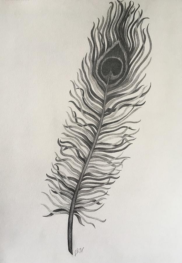 Peacock Feather Drawing by Jennifer Tilley-Voegtle - Fine Art America