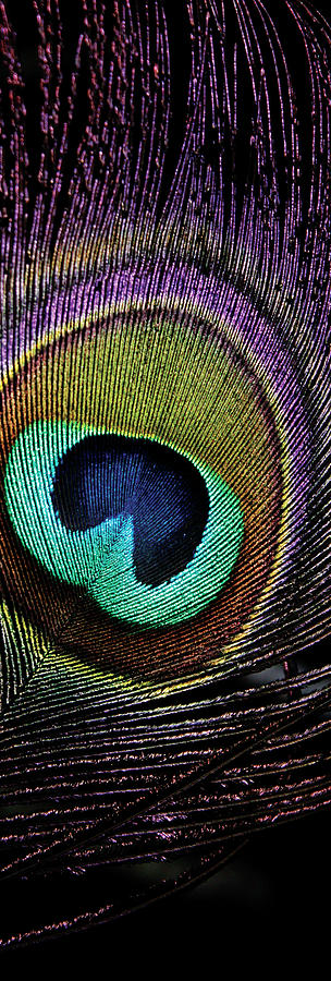 Peacock Feather Digital Art by Shelly Floyd | Pixels