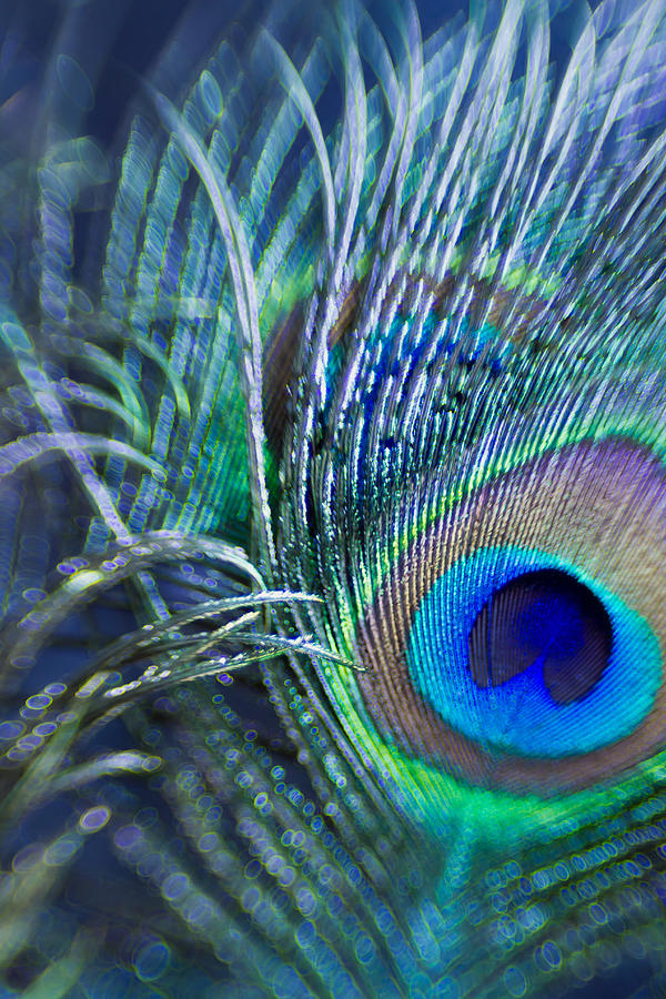 Peacock Feather Photograph by Shihya Kowatari - Fine Art America