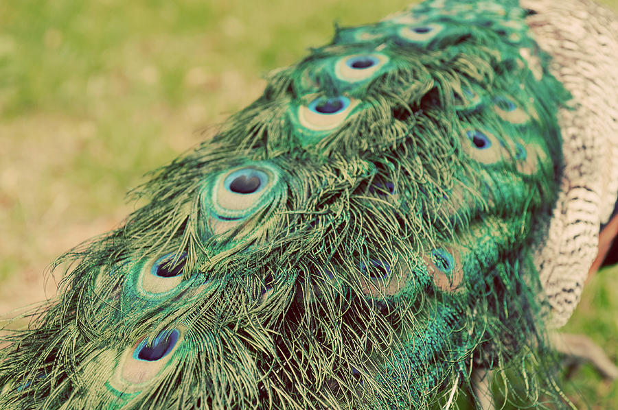 Still Life Photograph - Peacock Feather Tail 01 by Tom Quartermaine