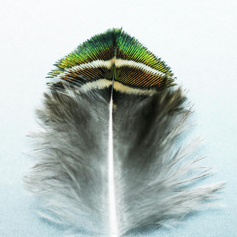 Peacock Digital Art - Peacock Feather With Green And Turquoise Tip by Lisbeth Hjort