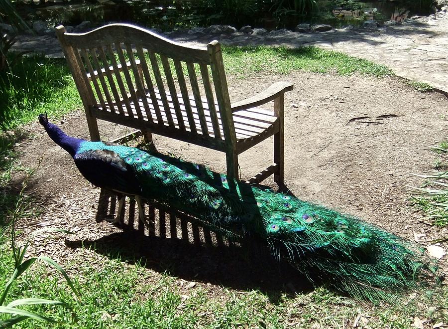 Peacock Feathered Bench Photograph by Kathy Chism