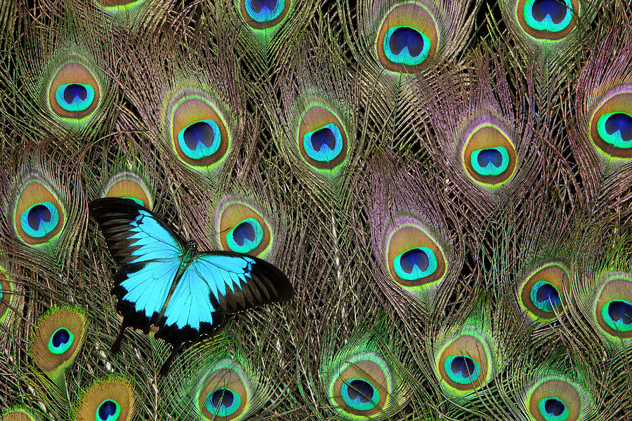 Peacock Feathers & Blue Butterfly Photograph by Darrell Gulin