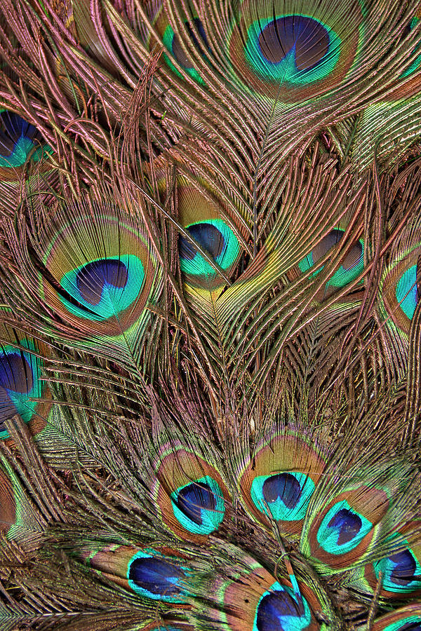 Peacock Feathers IIi Photograph by Vision Studio - Fine Art America