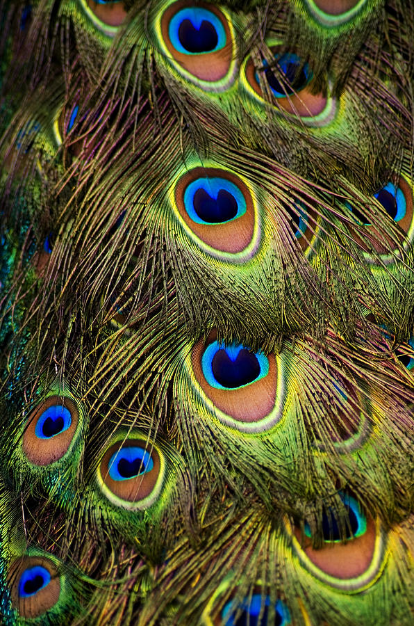 Peacock Feathers Photograph by Navid Baraty / Getty Images