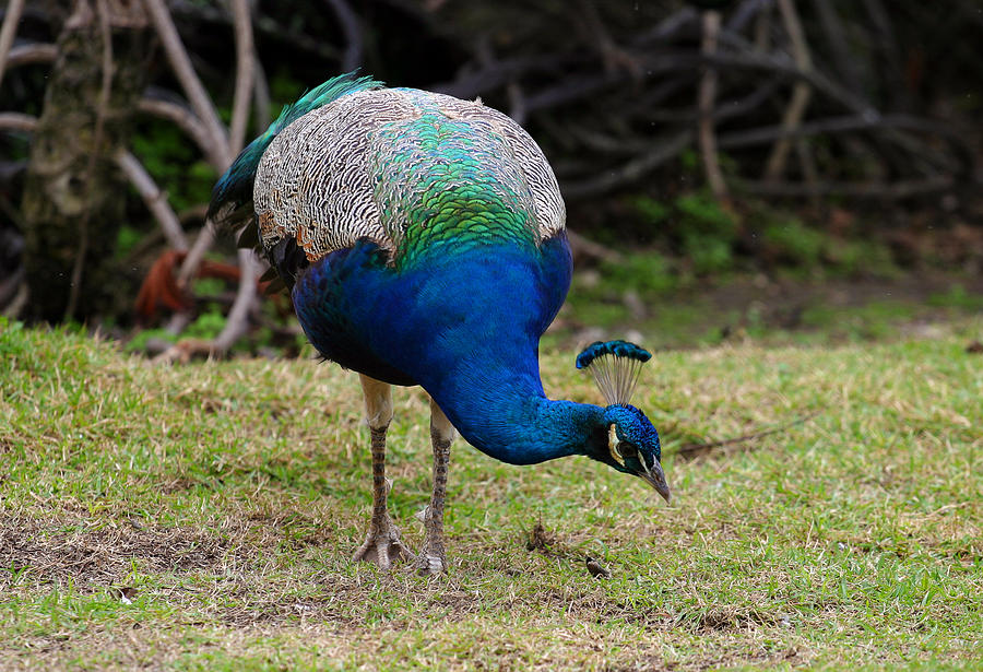 Peacock Grazing Photograph