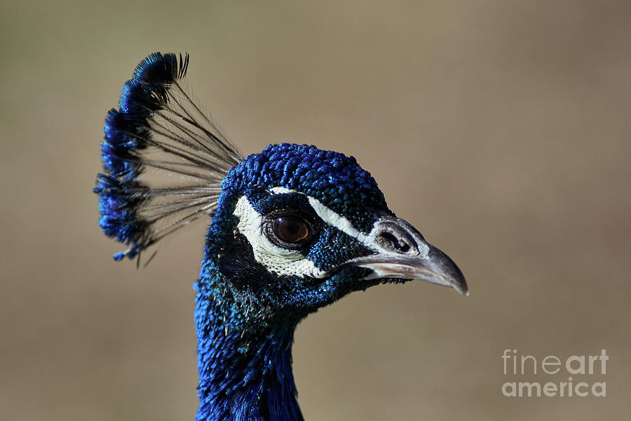 Peacock Headshot Photograph by Robert WK Clark