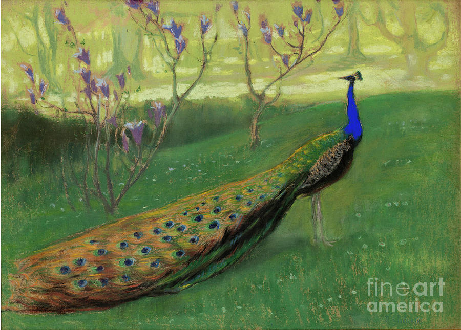Peacock Drawing by Heritage Images